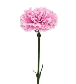 Nellik Rosa H55