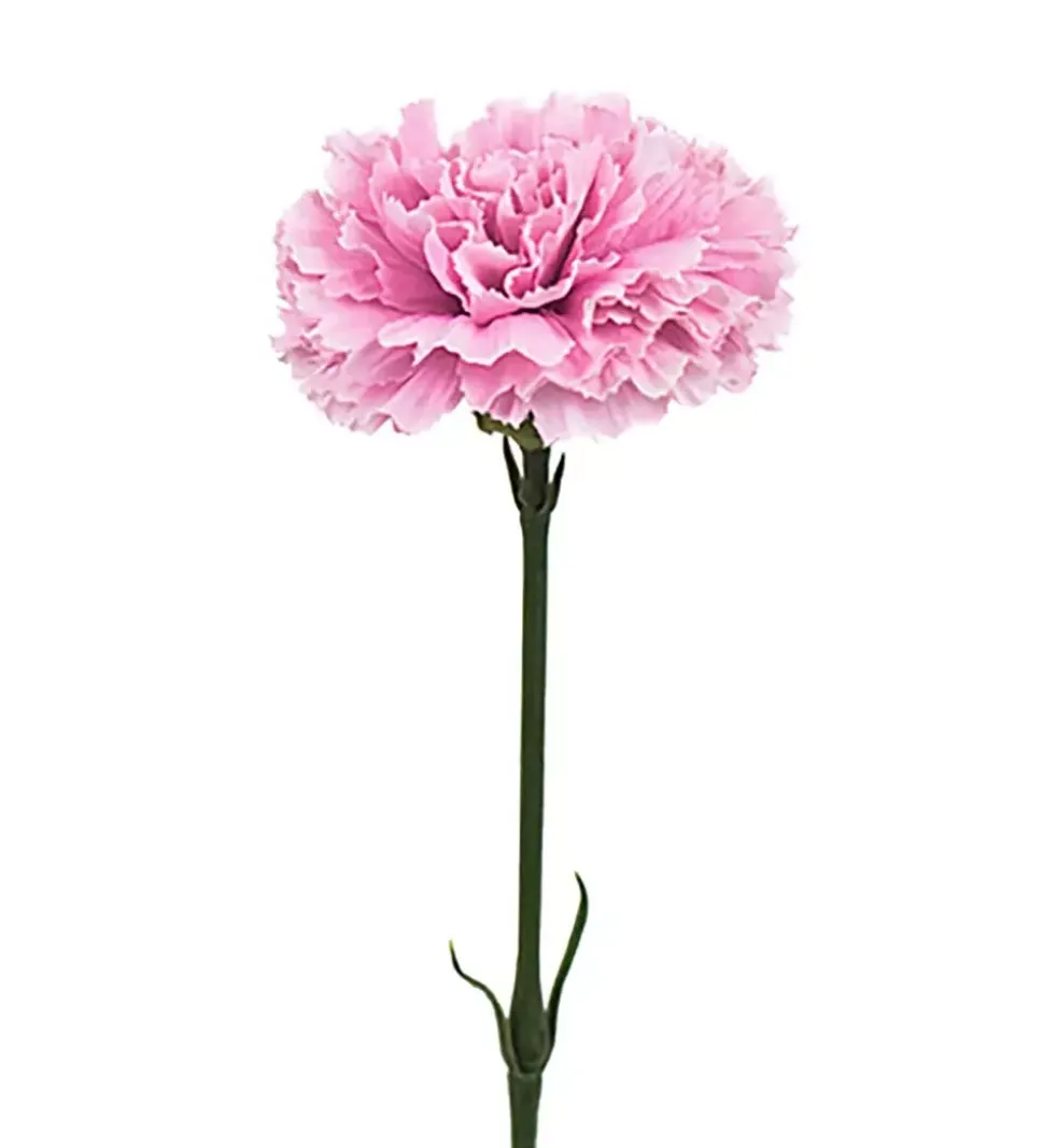 Nellik Rosa H55