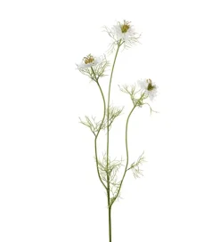 Nigella H63