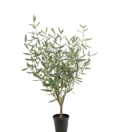 Oliventre H100