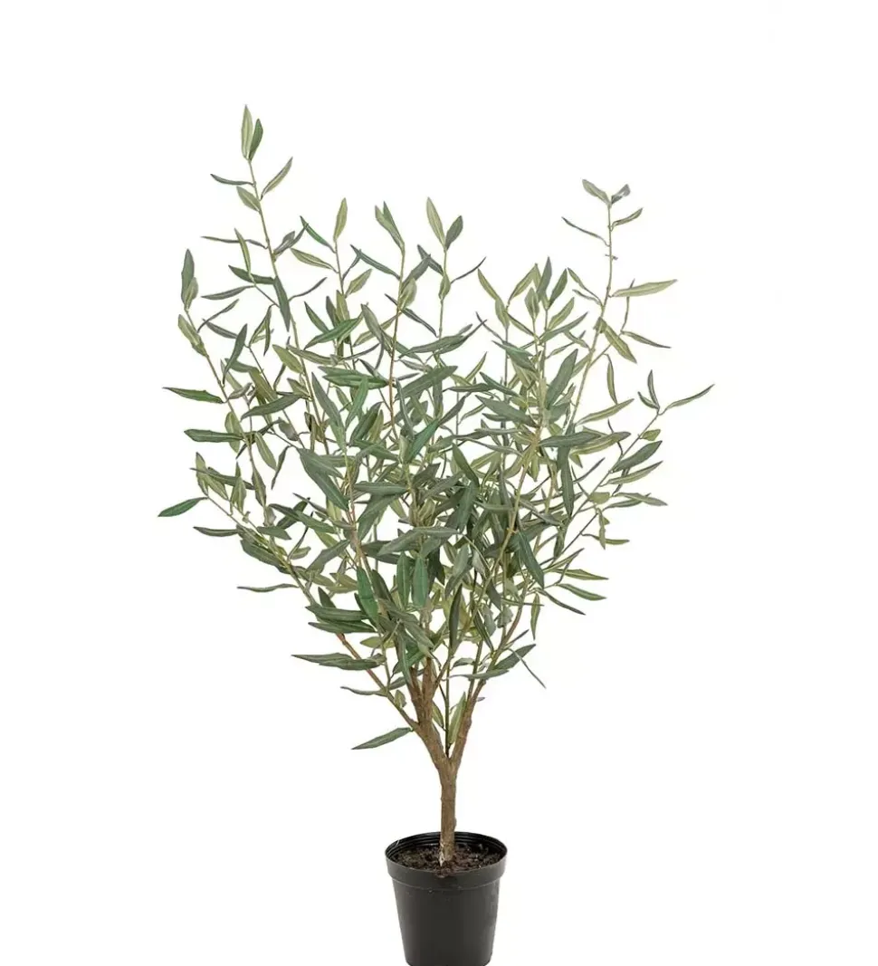 Oliventre H100