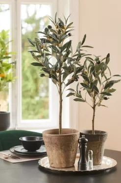 Oliventre H75