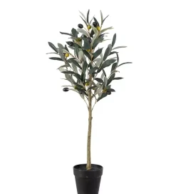 Oliventre H75