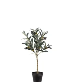 Oliventre H55