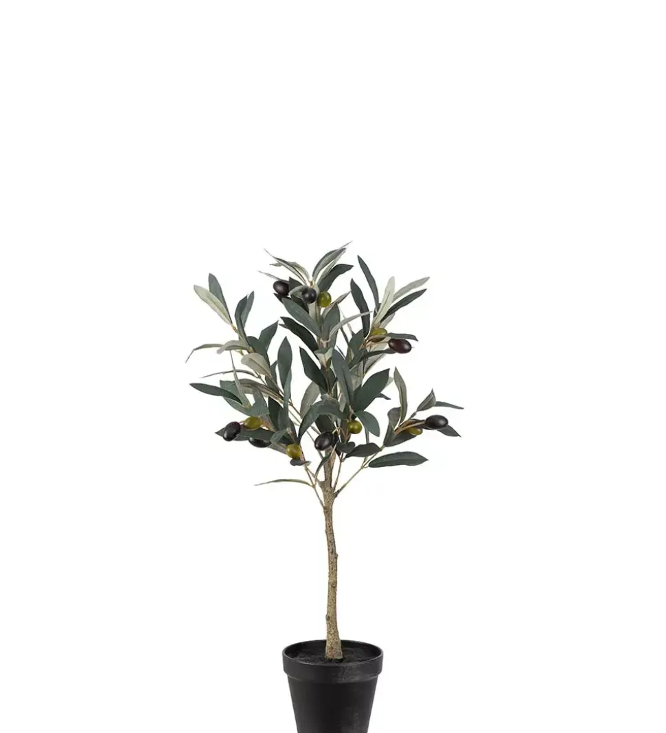 Oliventre H55