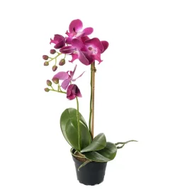 Orkide H45 Lilla
