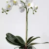 Orkidé Phalaenopsis H60