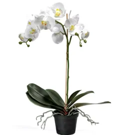 Orkidé Phalaenopsis H60