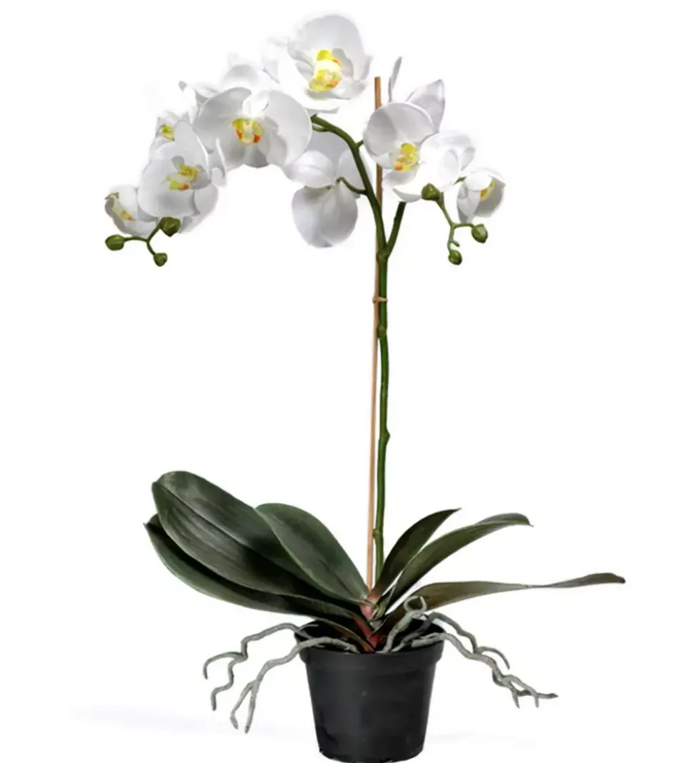 Orkidé Phalaenopsis H60