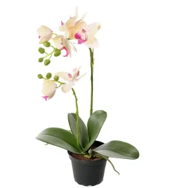 Orkidé Phalaenopsis H45