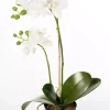 Orkidé Phalaenopsis Hvit H45