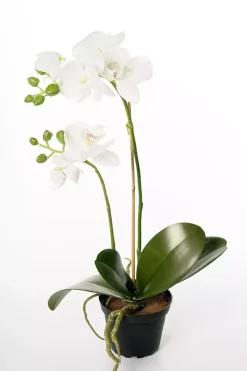 Orkidé Phalaenopsis Hvit H45