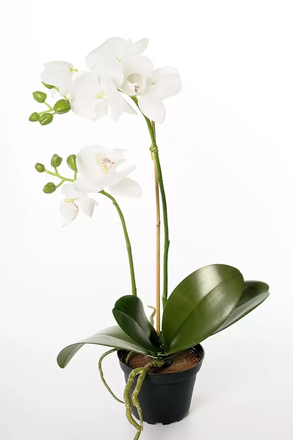 Orkidé Phalaenopsis Hvit H45