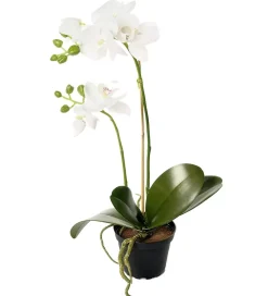 Orkidé Phalaenopsis Hvit H45