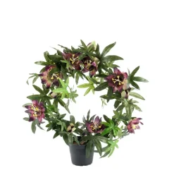 Passiflora Mørk I Potte H40