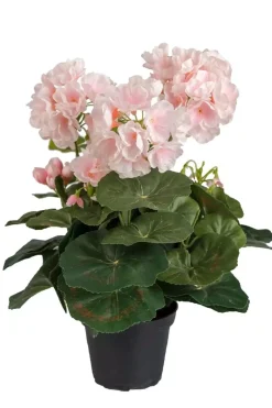Pelagonia Rosa H35