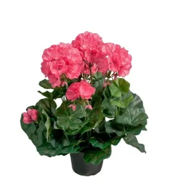 Pelargonia Rosa H35