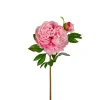 Peon Rosa H65