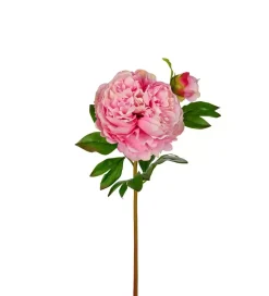 Peon Rosa H65