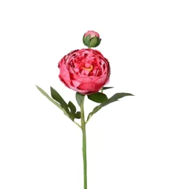 Peon Rosa H58