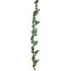 Peperomia Girlang L180