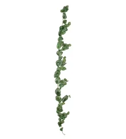 Peperomia Girlang L180