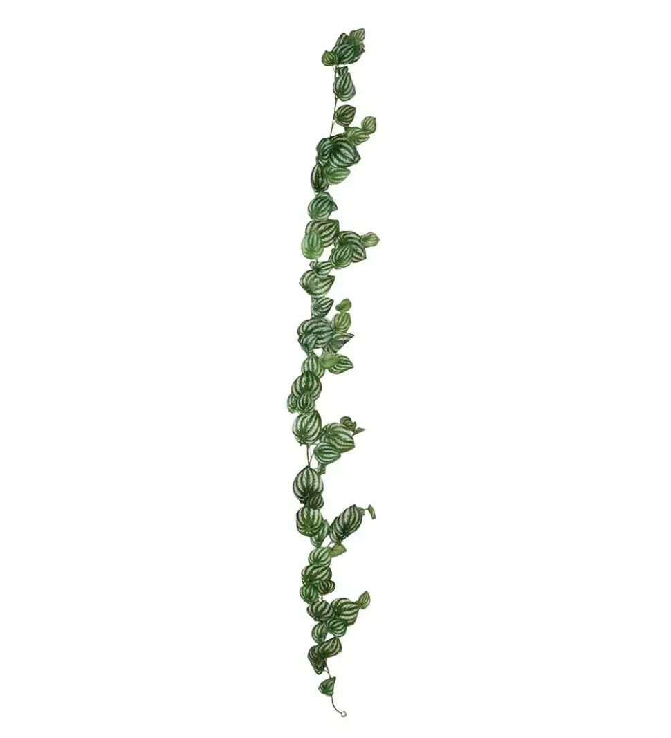 Peperomia Girlang L180