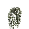 Peperomia Grønn