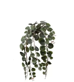 Peperomia Grønn