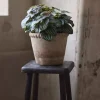 Peperomia Grønn H30