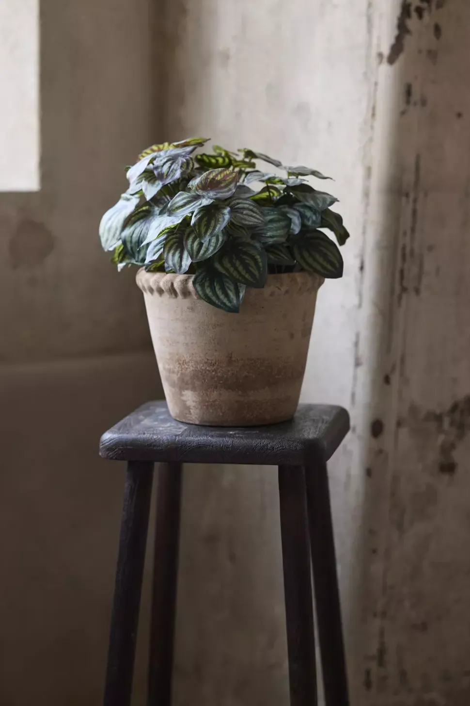 Peperomia Grønn H30