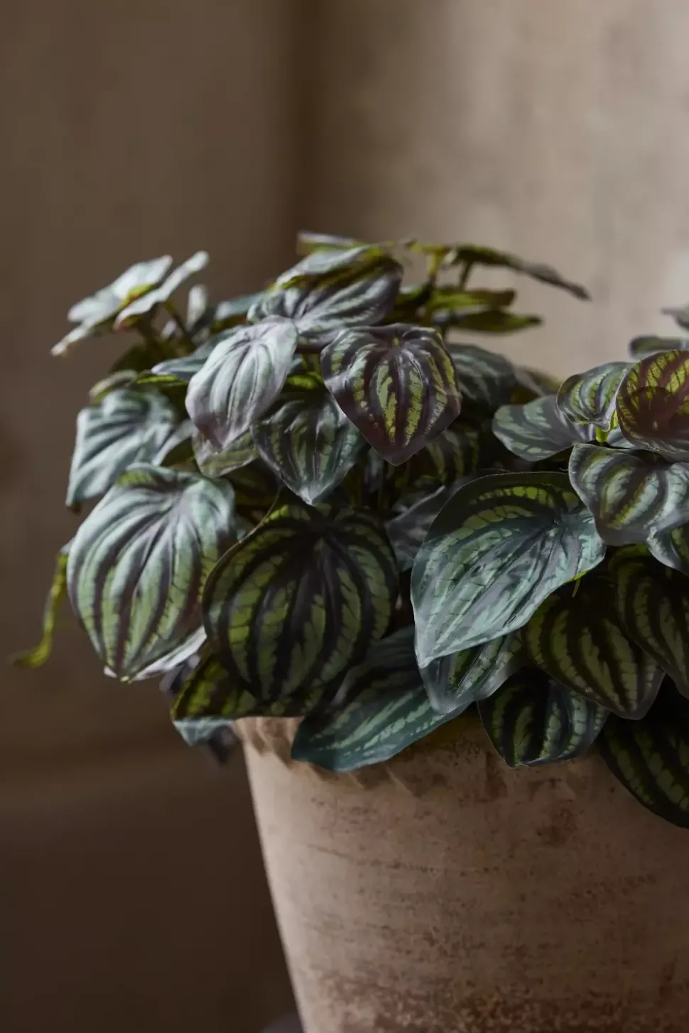Peperomia Grønn H30