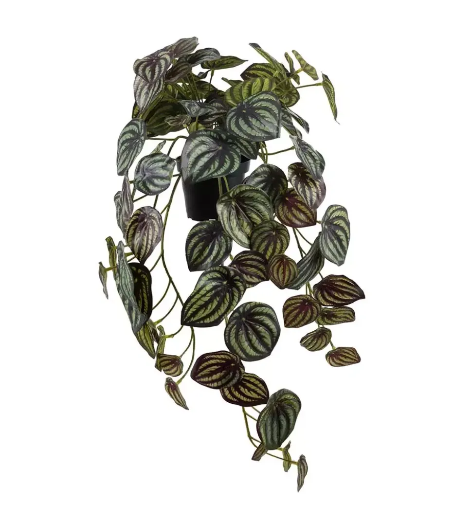 Peperomia Grønn Hengeplante