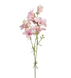Petunia Lyserosa H90