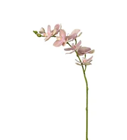 Phalaenopsiskvist Rosa H75