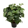 Philodendron H35 Potte