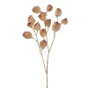 Physalis H60 Brun