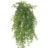 Pilea