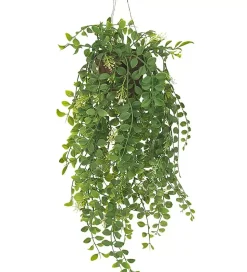 Pilea