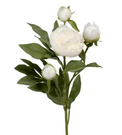 Pion Hvit H65