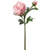 Pion Rosa H65