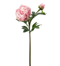 Pion Rosa H65
