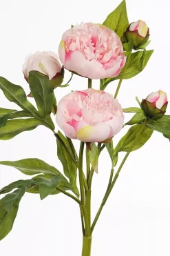Pion Rosa H40