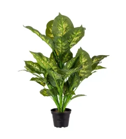 Prikkbladplante 55cm
