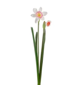 Påskelilje Rosa