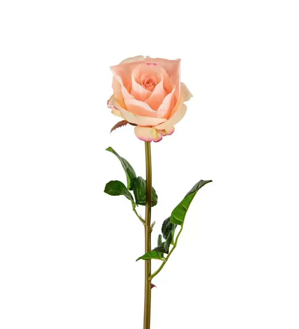 Rose Aprikos H65