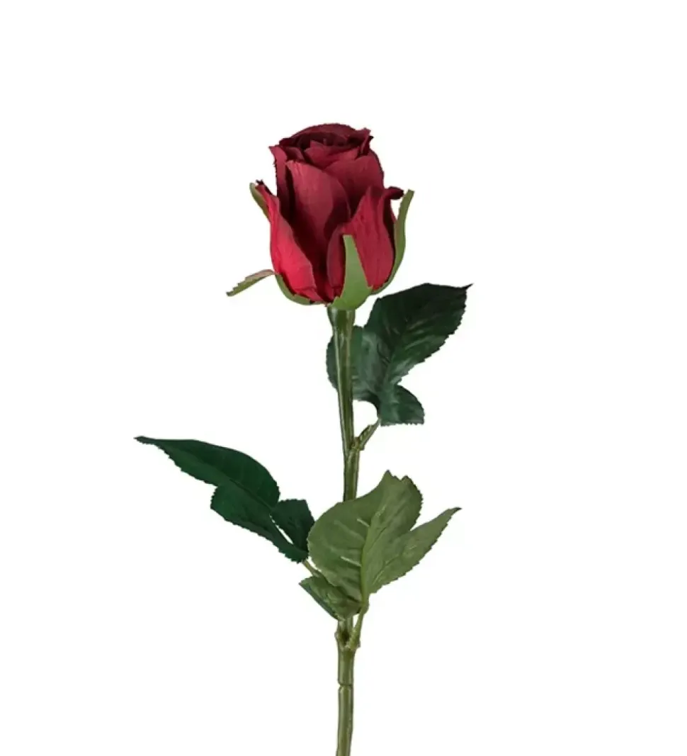Rose Dyp Rød H50