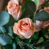 Rose H50 Beige