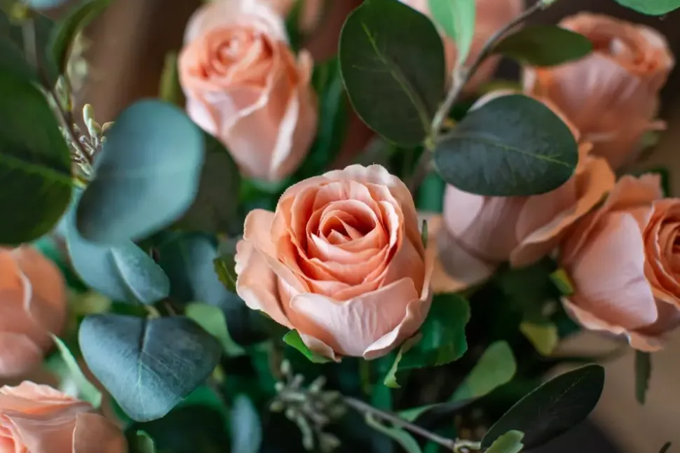Rose H50 Beige