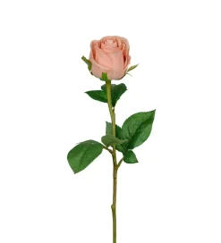 Rose H50 Beige